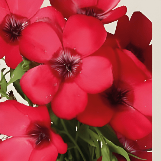 Organic Red-flowering Flax Seeds Linum Grandiflorum Annual Flowers