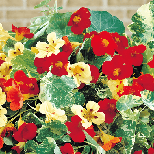 Nasturtium Seeds Tropaeolum Majus Jewel Of Africa Mix