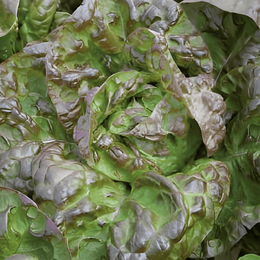 Butterhead Lettuce Seeds Lactuca Sativa Wonder Of Four Seasons