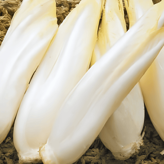 Brussels Endive Seeds Cichorium Intybus Dutch Mid Early Variety