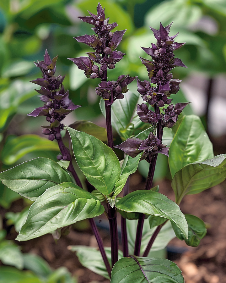 Cinnamon Basil Seeds Ocimum Basilicum Cinnamomum Culinary Herb