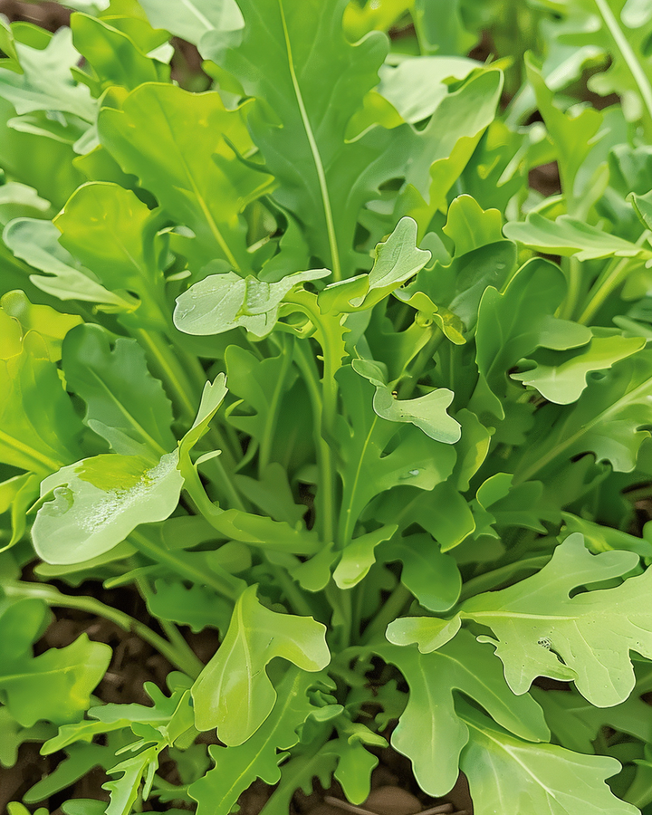 Wasabi Arugula Diplotaxis Tenuifolia Spicy Herb Seeds