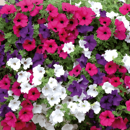 Trailing Petunia Seeds Petunia Pendula Mixed Variety Annual Flowers