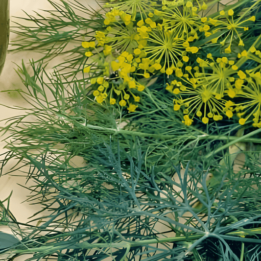 Dill Seeds Anethum Graveolens Aromatic Herb For Pots And Borders