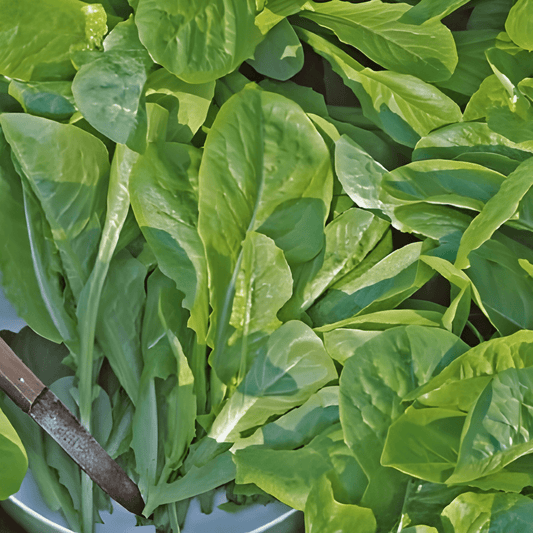 Cut-and-Come-Again Lettuce Seeds Lactuca Sativa White Dunsel