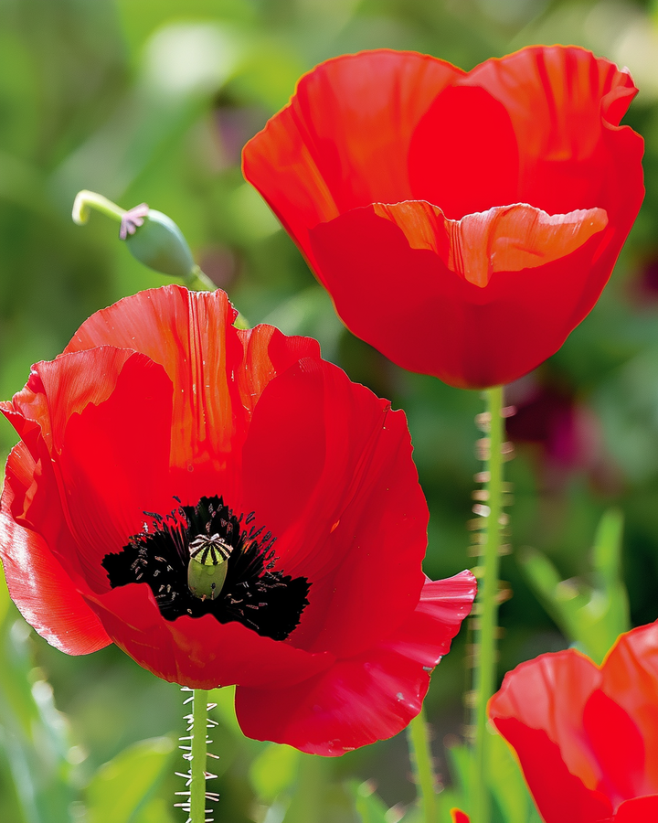 Tulip Poppy Seeds Papaver Glaucum Annual Flower Seeds
