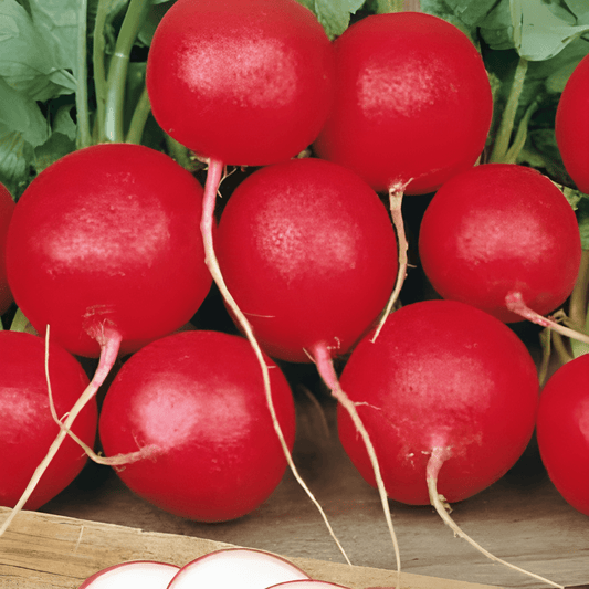 Radish Cherry Belle Seeds Raphanus Sativus Vegetable Variety