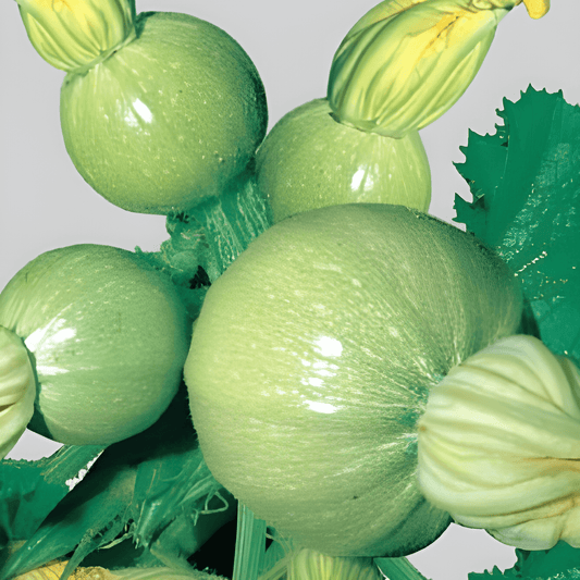 Round Zucchini Seeds Cucurbita Pepo Zucchino Tondo Chiaro
