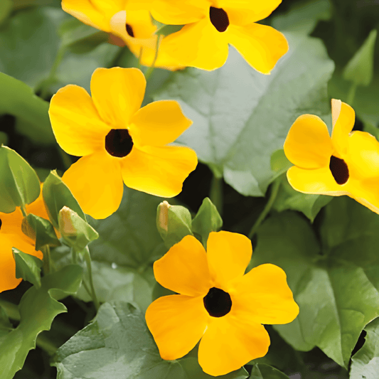 Thunbergia Seeds Suzanne With The Beautiful Eyes Thunbergia Alata