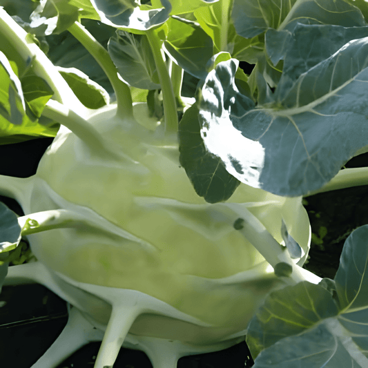 Kohlrabi Superschmelz Brassica Oleracea Kohlrabi Seeds For Large Bulbs