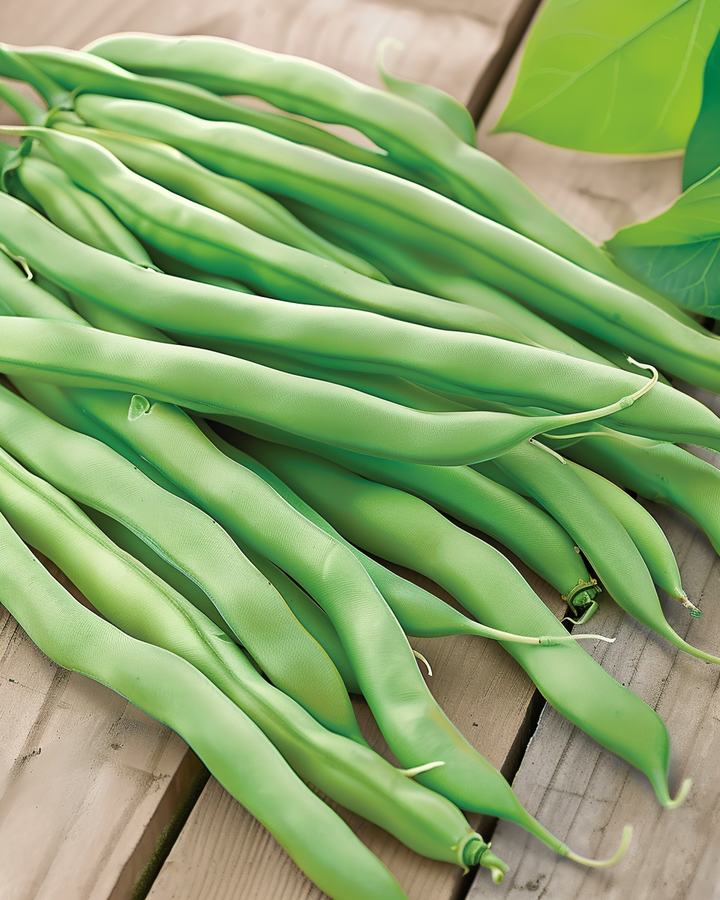 Pole Beans Delinel Seeds Phaseolus Vulgaris Stringless Freezing Quality