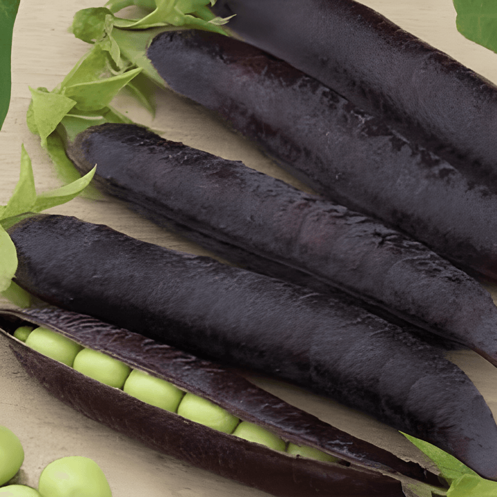 Capucijners Seeds Pisum Sativum Ezetha’s Krombek Blauwschok Variety