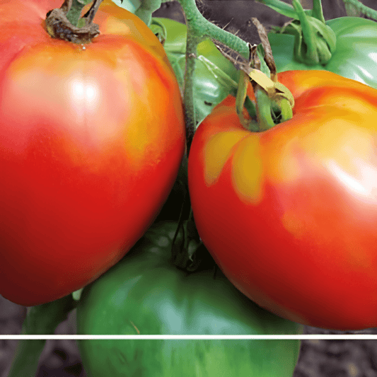 Beefsteak Tomato Seeds Solanum Lycopersicum Coeur De Boeuf