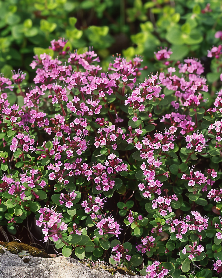 Wild Thyme Seeds Thymus Serpyllum Purple Red Aromatic Herb