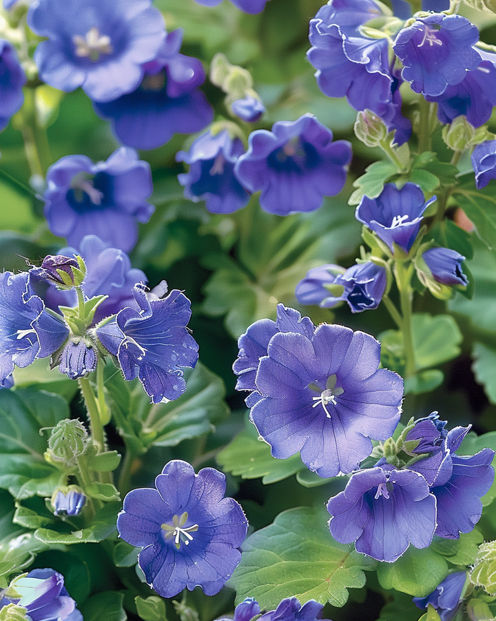 Phacelia Seeds Phacelia Campanularia Blue Bee Food Annual