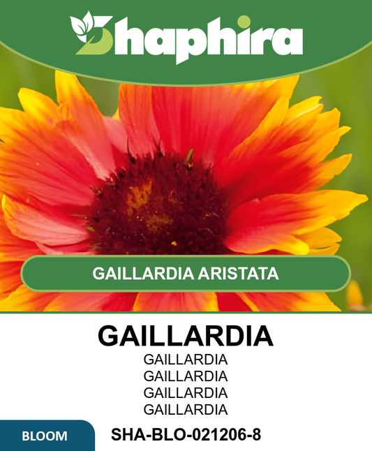 Gaillardia Seeds Gaillardia Aristata Summer Blooming Perennial Flowers