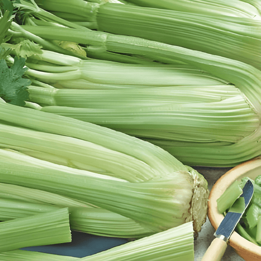 Celery Pascal Seeds Apium Graveolens Green Hollow Stem Variety
