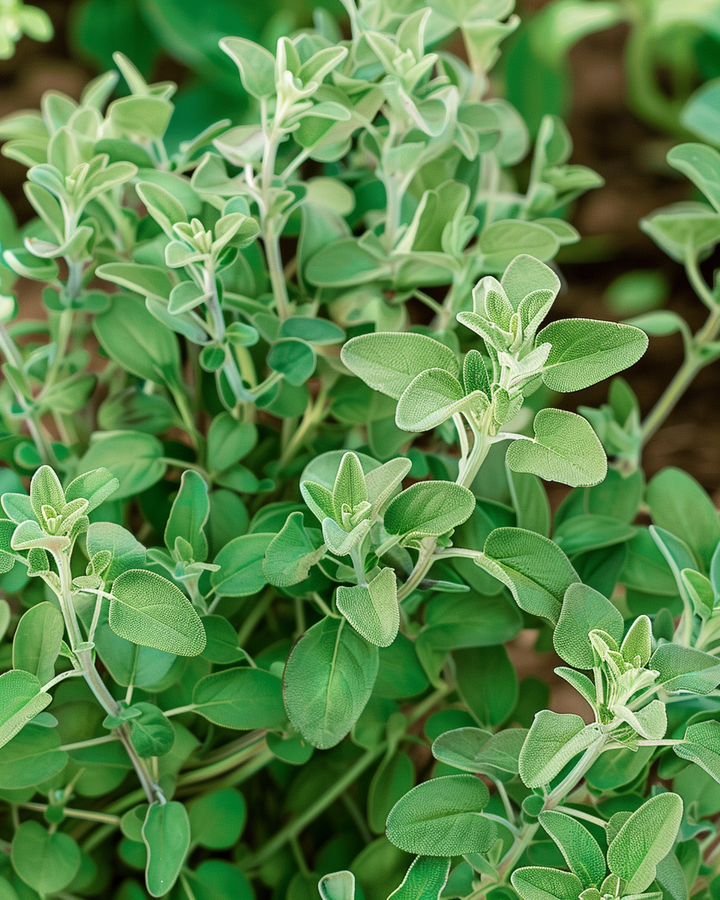 Marjoram Seeds Majorana Hortensis Mediterranean Herb Seeds