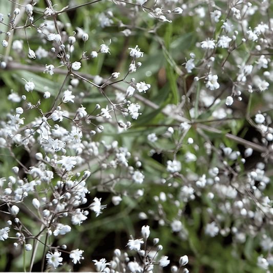 Baby's Breath Seeds Gypsophila Paniculata Single-flowered White