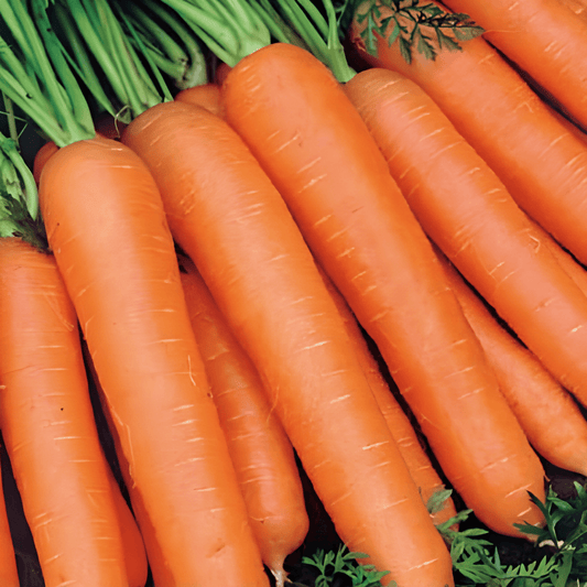 Winter Carrot Flakkee 2 Seeds Daucus Carota Vegetable Variety