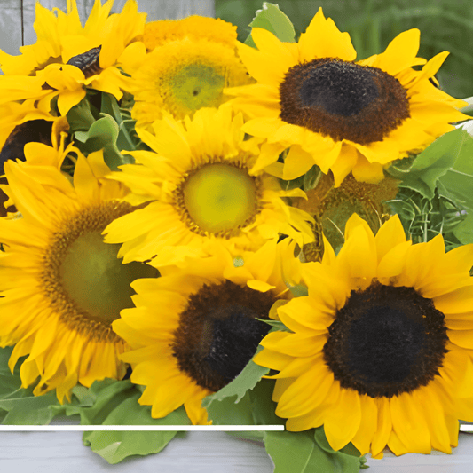 Half-height Sunflowers Seeds Helianthus Annuus For Colorful Bouquets