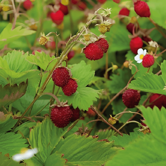 Strawberry Seeds Fragaria Vesca Baron Von Solemacher Everbearing Variety