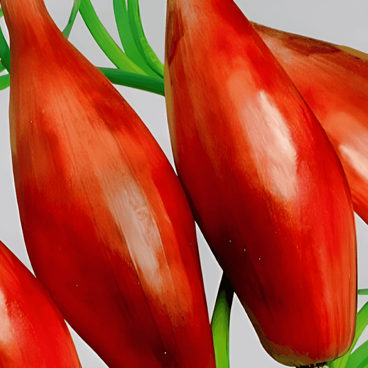 Long Red Onion Seeds Allium Cepa L. Mediterranean Variety