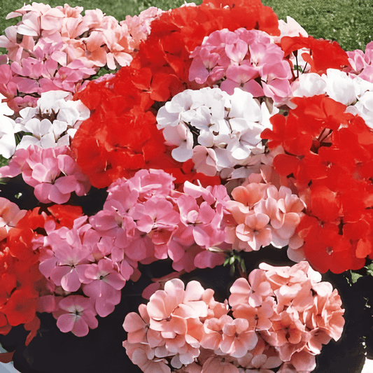 Geranium Magic Beauty F1 Seeds Pelargonium F1 Hybrid Mixed