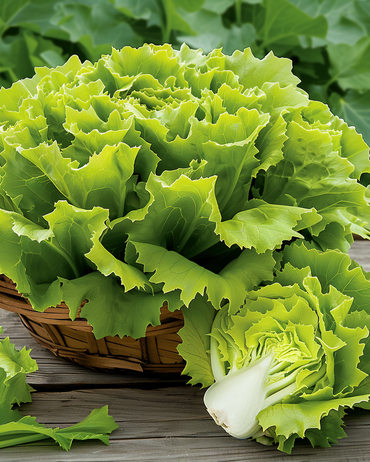 Endive Seeds Nuance Cichorium Endivia Yellow Green Heads Variety