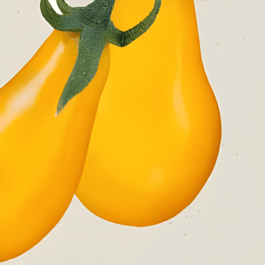 Organic Yellow Pear Tomato Seeds Solanum Lycopersicum Cherry Variety
