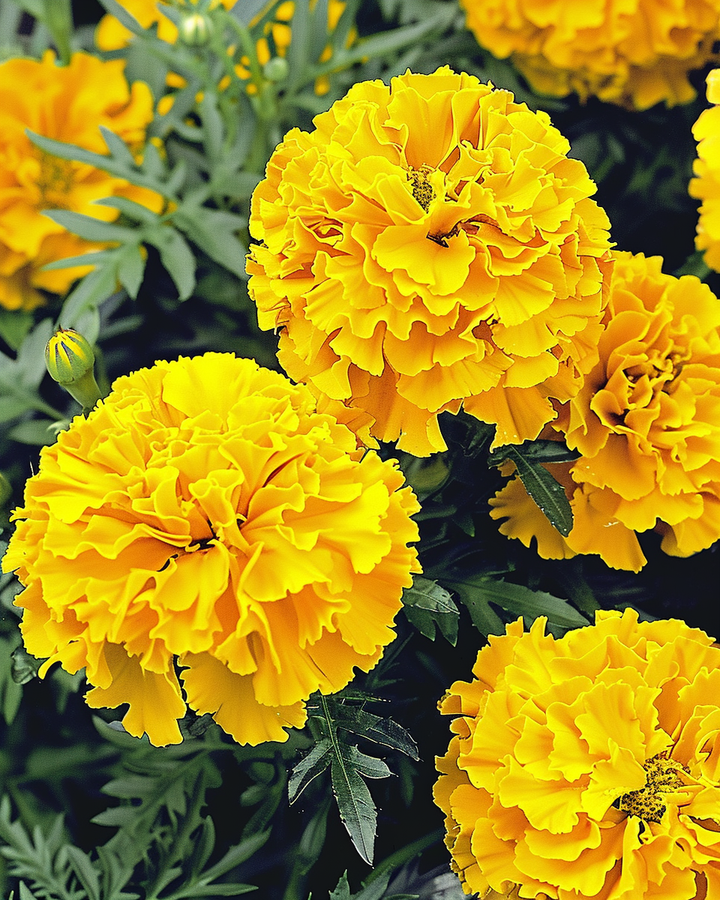 Tall African Marigold Seeds Tagetes Erecta Yellow Supreme