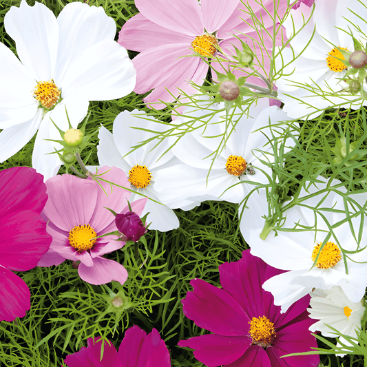 Cosmos Sensation Seeds Cosmos Bipinnatus For Vibrant Cut Flowers