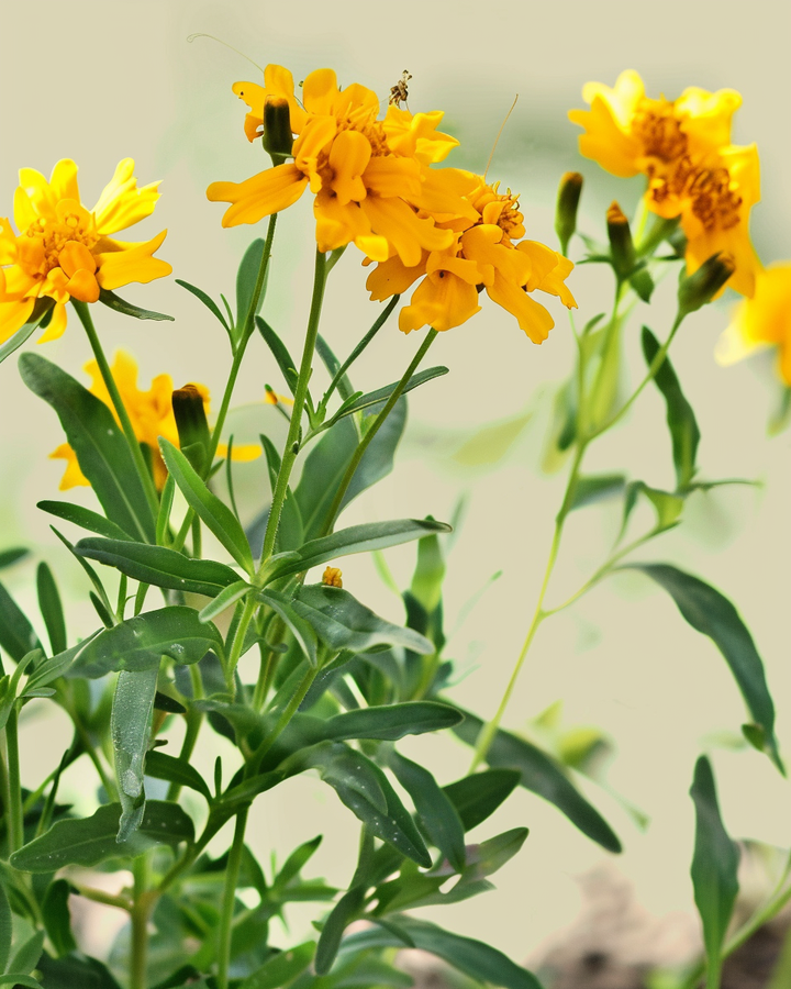 Organic Mexican Tarragon Seeds Tagetes Lucida Annual Flower