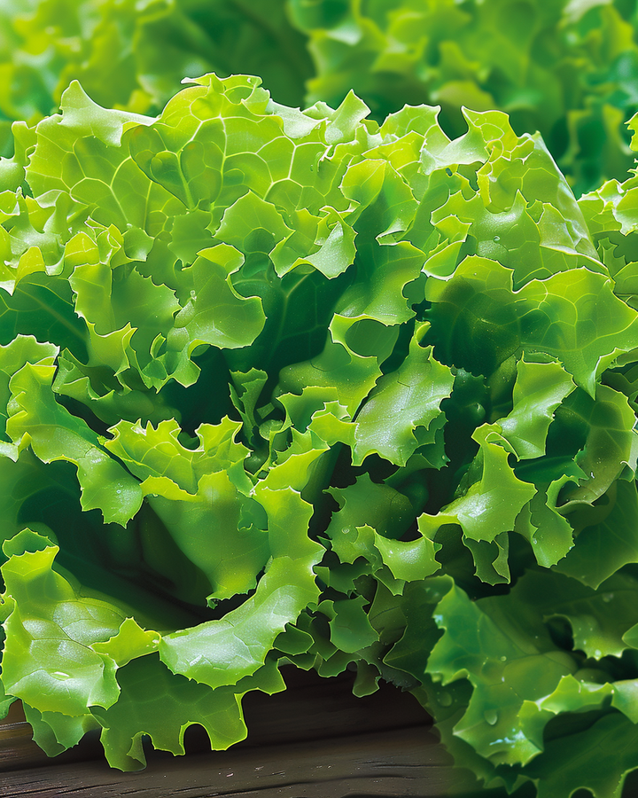 Salanova Lettuce Seeds Lactuca Sativa Vicinity Green Variety