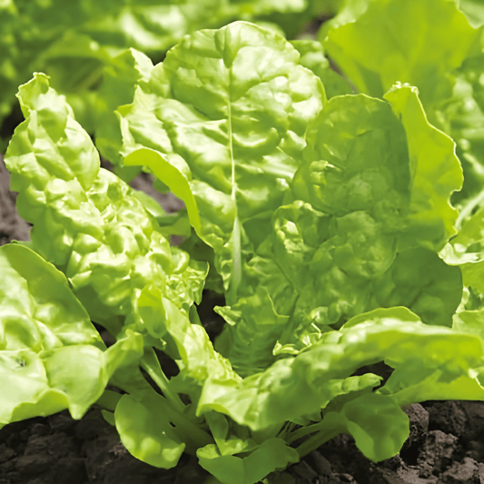 Swiss Chard Seeds Beta Vulgaris Lucullus Vegetable Variety