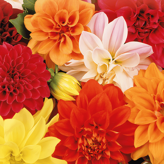 Dahlia Variabilis Unwins Hybrid Seeds Double-Flowered Mixed Colors
