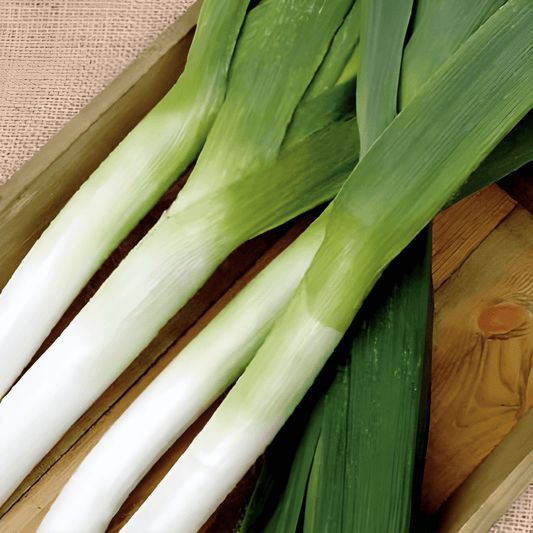 Leek Seeds Autumn Giant 3 Elephant Allium Porrum Vegetables
