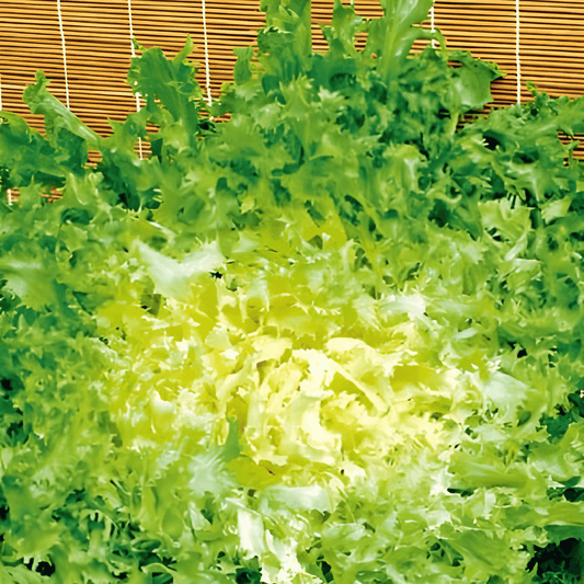 Curly Endive Seeds Cichorium Endivia De Meaux Autumn Vegetable