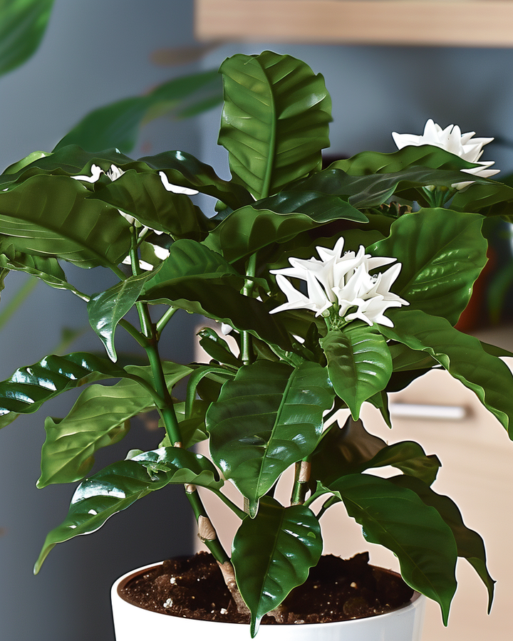 Coffea Arabica Nana Coffee Plant Seeds For Indoor Growing