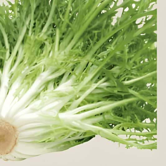 Organic Curly Endive Seeds Cichorium Endivia Grosse Pancalière
