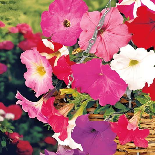 Hanging Petunia Seeds Mixed Colors Petunia Pendula Annual Flowers
