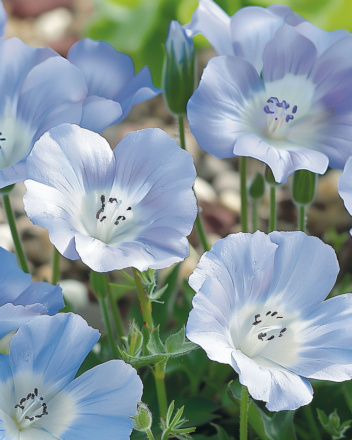 Nemophila Seeds Nemophila Menziesii Sky Blue Annual Flowers