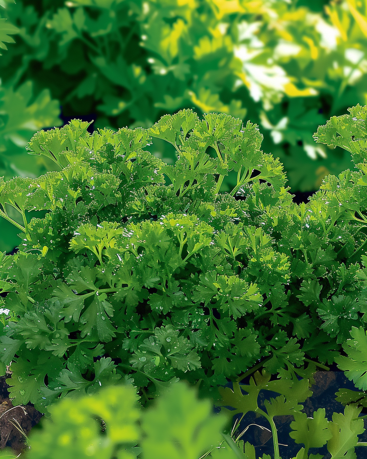 Curled Parsley Seeds Petroselinum Crispum Bravour Variety