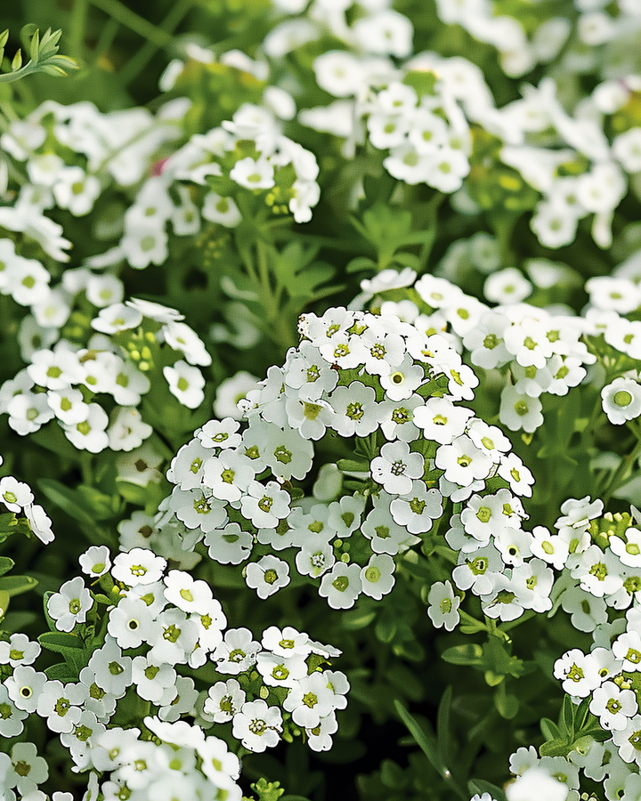Alyssum Snow Blanket Seeds Lobularia Maritima White Flowers