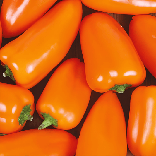 Mini Orange Snack Paprika Seeds Capsicum Annuum Sweet Peppers