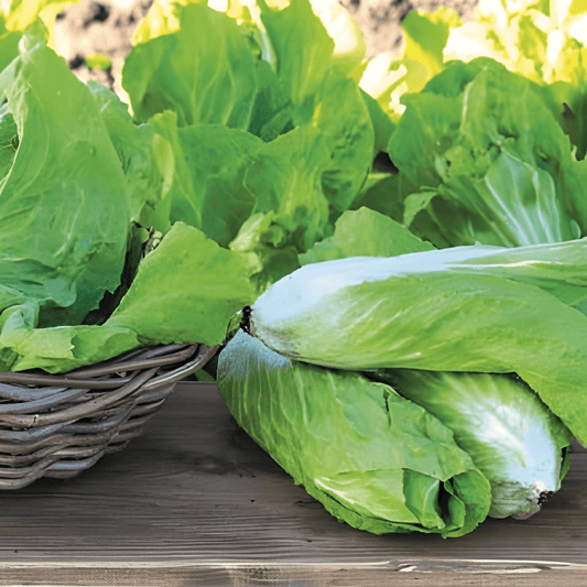 Groenlof Seeds Cichorium Intybus Early Self Closing Variety