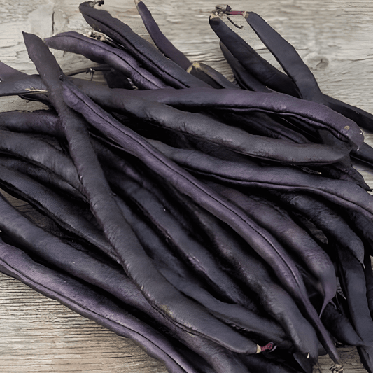 Pole Beans Blauhilde Seeds Phaseolus Vulgaris High Yield Variety