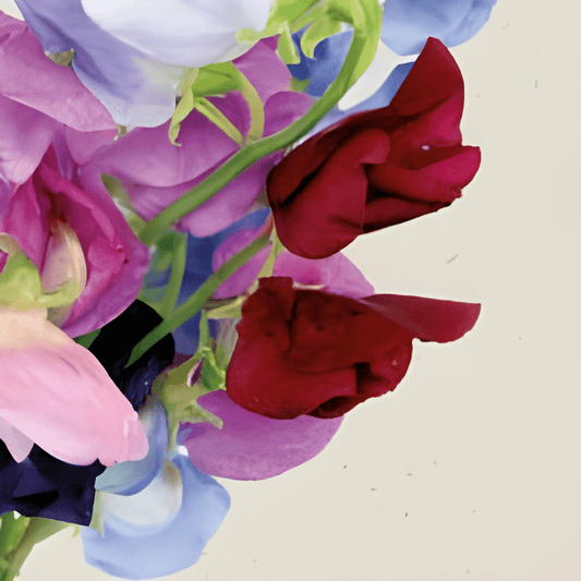 Organic Sweet Pea Seeds Lathyrus Odoratus Spencer Variety