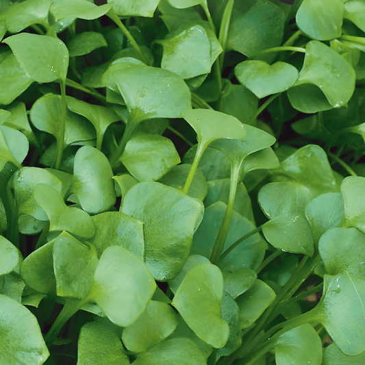 Winter Purslane Seeds Claytonia Perfoliata Cold Hardy Vegetable