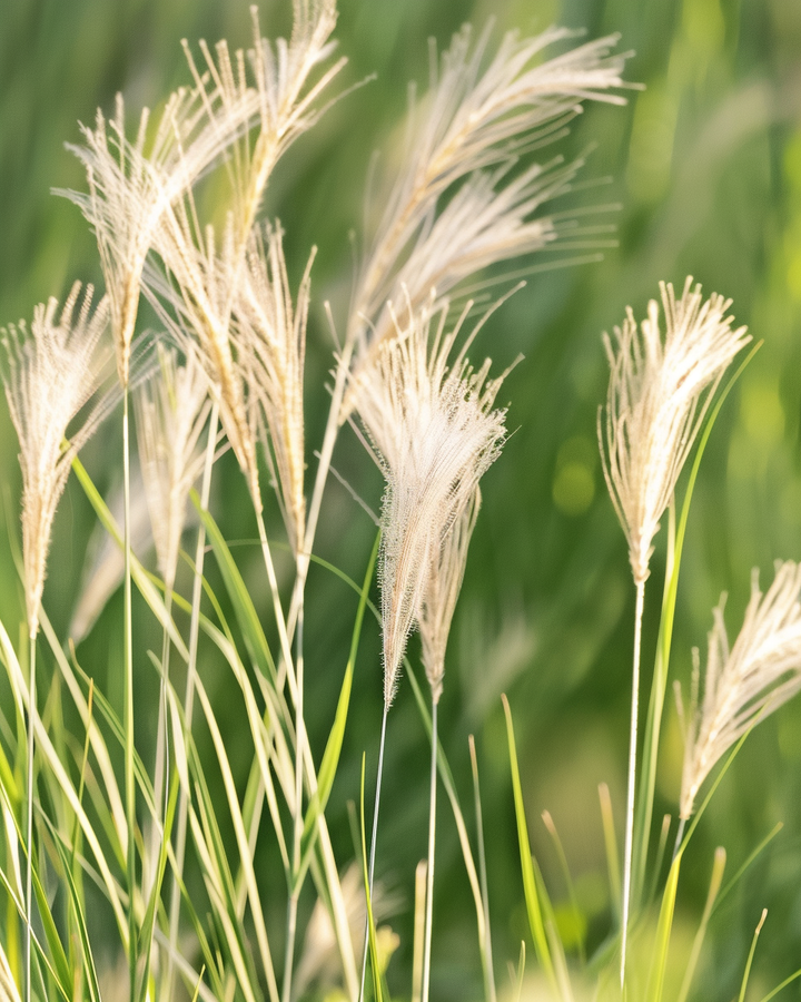 Feather Grass Seeds Stipa Tenuissima Ornamental Flower Seeds